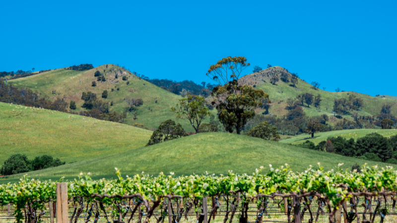Barossa Valley in Australia - wine regions