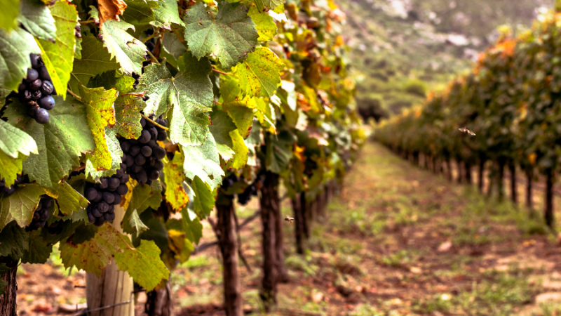 Maipo Valley in Chile - wine regions