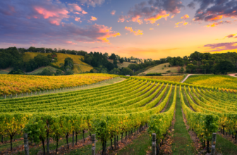 Discover the most beautiful wine regions