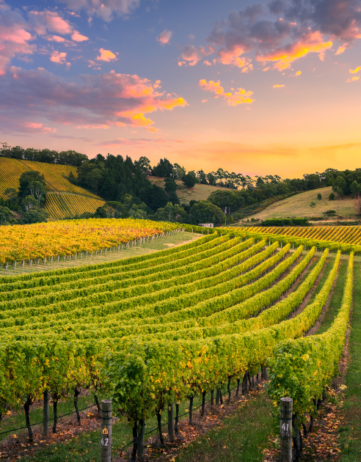 Discover the most beautiful wine regions
