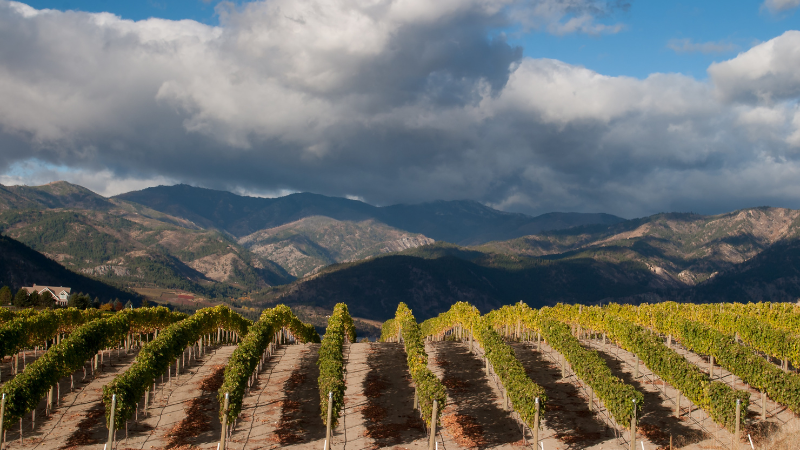 Washington state wineyard - wine regions