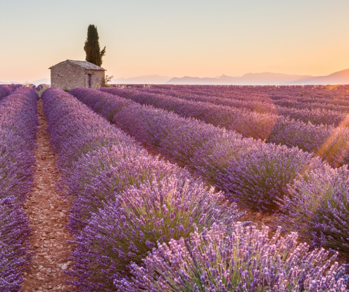 All scents of Provence France