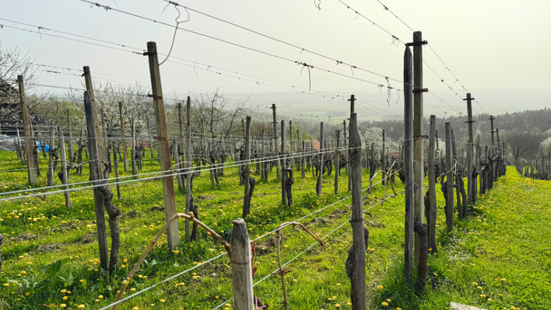 vineyards Bela Krajina